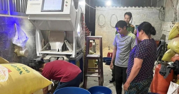 Một cơ sở sử dụng bột lá dứa làm giả gạo Séng Cù xanh tại Lào Cai