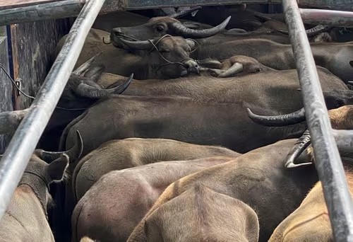 Bắt giữ xe tải chở 29 con trâu không rõ nguồn gốc xuất xứ