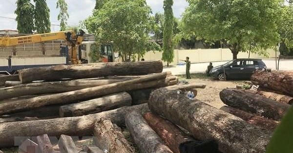 Thu giữ hơn 600m3 gỗ trong vụ án Phượng 'râu'