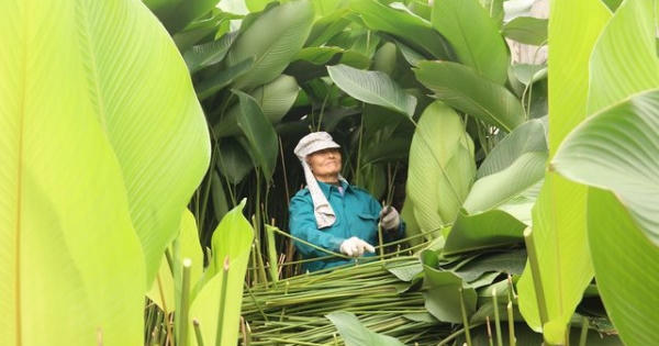 Làng lá dong lớn nhất Hà Nội tất bật vào vụ Tết