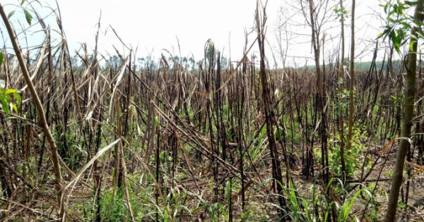 Hậu Giang: Mía mất mùa, cũng mất cả giá