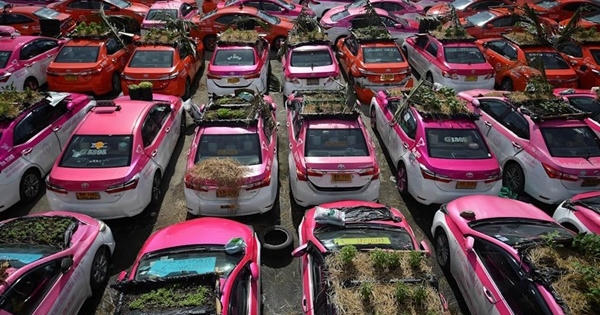 Ế khách mùa dịch, hãng taxi Thái Lan trồng rau trên ô tô