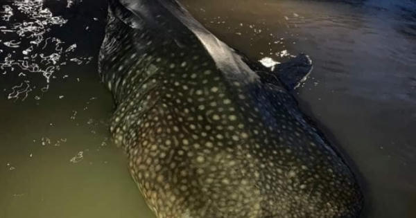 Cá nhám hoa nặng hơn 1 tấn, dài 4m dạt vào bờ biển Nghệ An