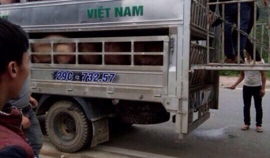 Hà Giang: Bắt đối tượng cho côn đồ cướp lợn, ép ký nợ hơn 3 tỷ đồng