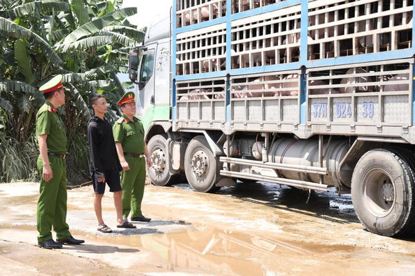 Hà Tĩnh: Phát hiện xe ô tô vận chuyển hơn 18 tấn lợn nhiễm dịch đi tiêu thụ