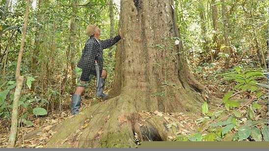 Người bảo vệ quần thể thông đỏ quý hiếm bậc nhất Việt Nam