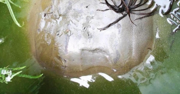 Quảng Nam: Phát hiện ba ba “khủng” nặng hàng chục kg