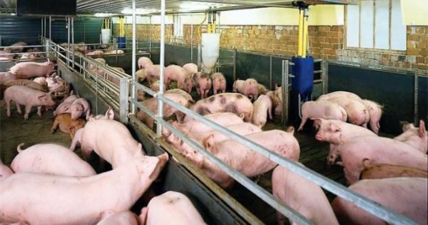 Ngăn chặn Dịch tả lợn Châu Phi vào Việt Nam