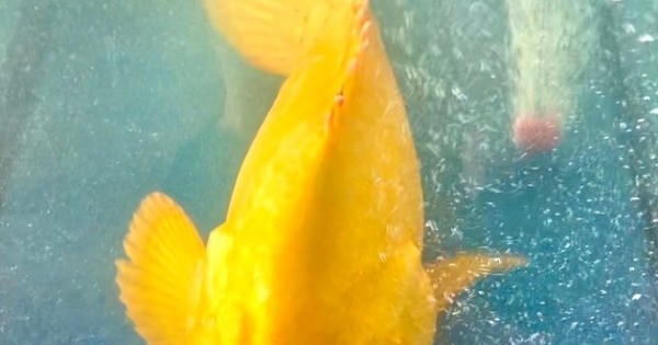 Cá mú đặc biệt, toàn thân vàng óng, trả 200 triệu vẫn không mua nổi