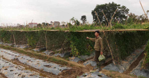 Thanh Hóa: Công an truy tìm kẻ xấu phá hoại 8 sào mướp đắng