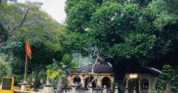Huyền thoại về ba cây thị hơn 200 năm tuổi ở Côn Đảo