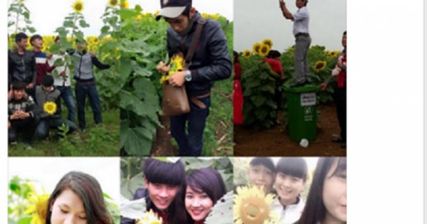 Dân mạng tiếp tục lên án hành động phản cảm tại cánh đồng hướng dương