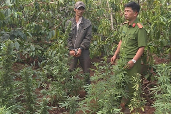 Bắt giữ người đàn ông trồng cần sa như trồng rau trong vườn nhà