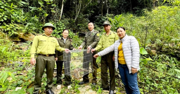 Kiểm lâm Hà Giang thả cá thể mèo rừng về tự nhiên