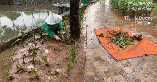 Các nữ công nhân đội mưa dọn dẹp cây hoa dập nát sau đêm khai trương phố đi bộ ở Hải Dương