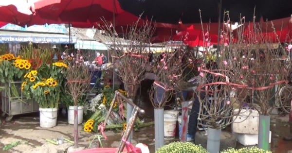 Hà Nội: Đào Tết được bày bán sớm tại chợ Quảng An