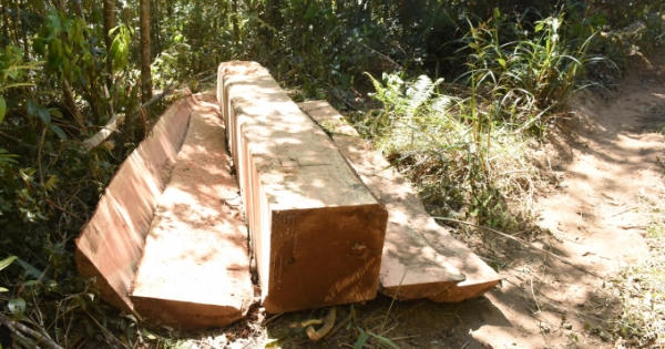 Kon Tum-Gia Lai: Ngang nhiên phá rừng vào những ngày cuối năm