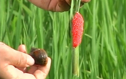 Tuyên Quang: Báo động nạn ốc bươu vàng hại hàng chục ha lúa