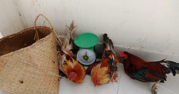 15 đối tượng say sưa đá gà, công an ập vào hốt trọn ổ