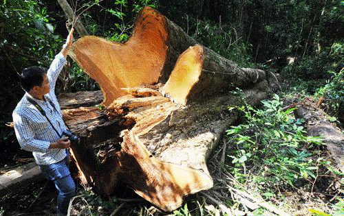 Lâm tặc liều lĩnh tấn công rừng giáng hương giá 100 triệu/m3