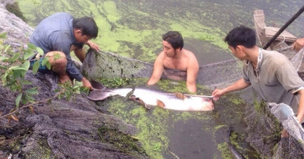 Nơi bảo tồn những loài cá 'khủng'
