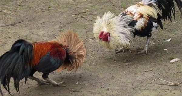 Bạc Liêu: Triệt phá tụ điểm đá gà ăn tiền