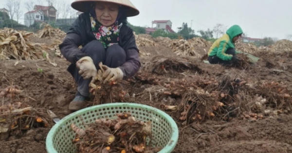 Hưng Yên: Hộ gia đình làm nông, ngư nghiệp được hỗ trợ 100% mức đóng BHYT