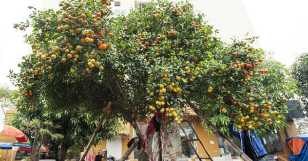“Lão quýt” được bán với giá 170 triệu đồng