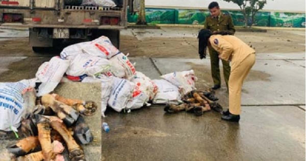 Thanh Hóa: Bắt giữ hàng tấn chân trâu, bò bốc mùi hôi thối