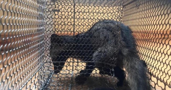 Lâm Đồng: Giải cứu nhiều cá thể động vật hoang dã... sắp lên bàn nhậu