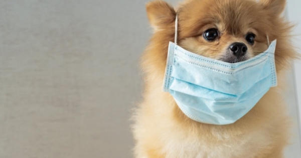 Bỉ phát hiện thú nuôi đầu tiên tại châu Âu mắc Covid-19 từ người