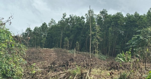 Một dự án trồng rừng tại Quảng Nam bị cản trở nhiều năm: UBND huyện cũng “bó tay”, nhờ Tòa giải quyết Một dự án trồng rừng tại Quảng Nam bị cản trở nhiều năm: UBND huyện cũng “bó tay”, nhờ Tòa giải quyết