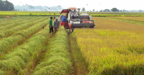 Bị phạt mấy tỷ khi tự ý chuyển đất lúa sang đất ở, từ hôm nay 5/1?