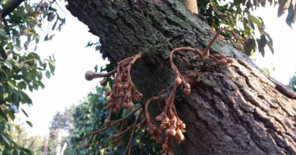 Điều tra vụ hàng chục cây sầu riêng bị đầu độc ở Đắk Lắk