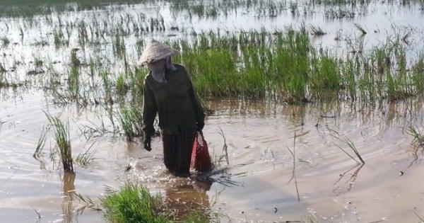Làm giàu từ hiểm họa ốc bươu vàng