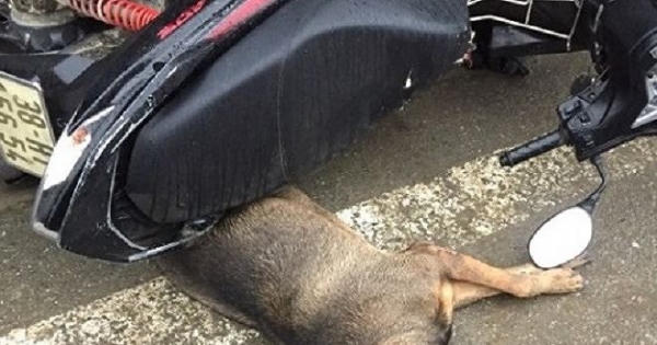 Chó “điên” cắn hàng loạt người ở Trung tâm thương mại