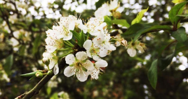 Xuân đang về trên đỉnh Hương Tích