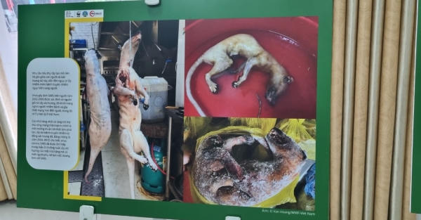 Xin đừng dùng thịt thú rừng, vì sức khỏe của chính bạn