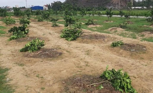 Chặt hạ vườn bưởi nhà Chủ tịch xã để trả thù