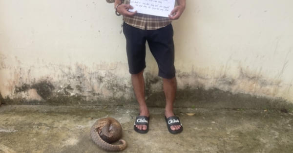 Lâm Đồng: Tạm giữ đối tượng tàng trữ, vận chuyển tê tê quý hiếm