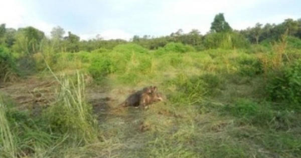 Phát hiện một cá thể voi chết trong rừng