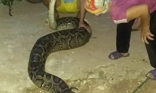 Trăn khủng vào vườn nuốt chửng con dê 15kg