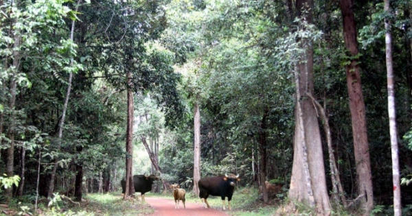 Băn khoăn vị trí làm cầu Mã Đà qua vùng lõi Khu Bảo tồn Thiên nhiên - văn hóa Đồng Nai Băn khoăn vị trí làm cầu Mã Đà qua vùng lõi Khu Bảo tồn Thiên nhiên - văn hóa Đồng Nai