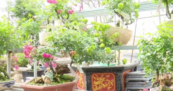 Độc đáo hoa hồng xanh ở làng hoa Mê Linh