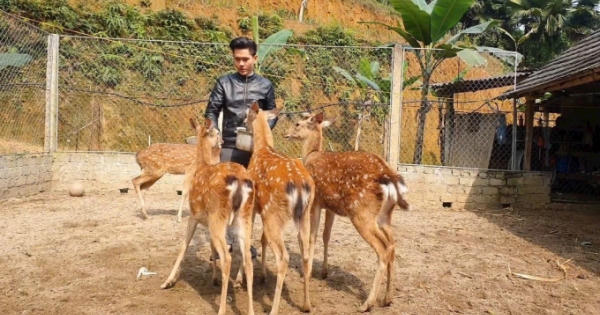 Hà Tĩnh: Dự kiến thu hơn 200 tỷ đồng bán lộc nhung dịp Tết