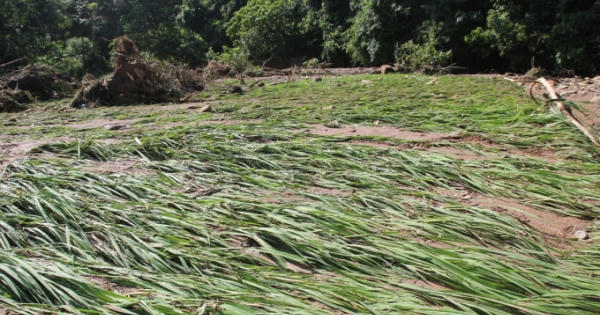 Phú Thọ: 290 ha lúa và hoa màu bị thiệt hại do ảnh hưởng của cơn bão số 2