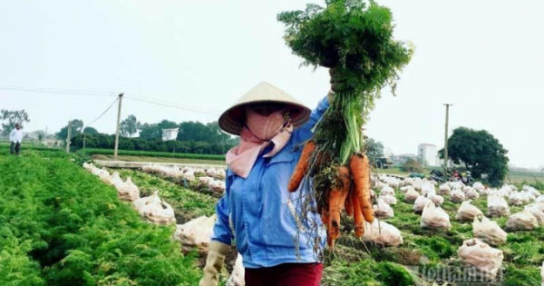 Nông dân kể chuyện chia nhau 100 tỷ trên cánh đồng rực đỏ Nông dân kể chuyện chia nhau 100 tỷ trên cánh đồng rực đỏ