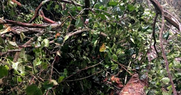 Hà Giang: Phát hiện  hơn 140m3 gỗ Nghiến bị chặt hạ tại rừng đặc dụng Phong Quang