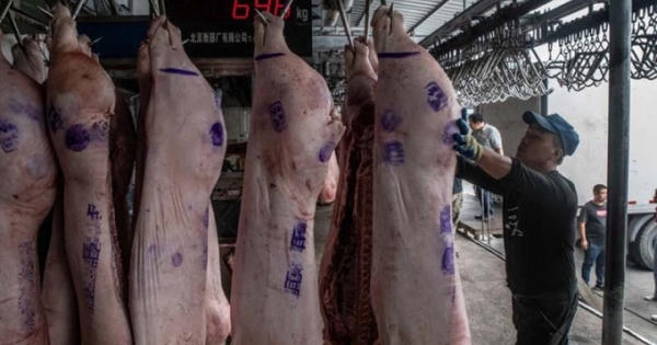 Nông dân Trung Quốc quay cuồng vì dịch tả lợn châu Phi