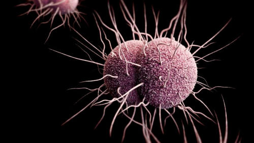 Siêu khuẩn bệnh lậu tấn công thế giới